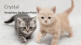  Presentation with british - Presentation theme consisting of two-little-british-kittens background and a lemonade colored foreground