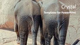  Presentation with elephants - Audience pleasing slide deck consisting of two little elephants walking together backdrop and a gray colored foreground