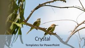  Presentation with yellow green - Beautiful presentation theme featuring two little green bee-eater backdrop and a light blue colored foreground