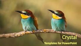  Presentation with birds - PPT theme featuring two little green bee eaters - couple of birds background and a  colored foreground
