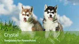  Presentation with husky - Amazing slide deck having two little puppy of siberian husky dog of one month isolated on green grass backdrop and a tawny brown colored foreground