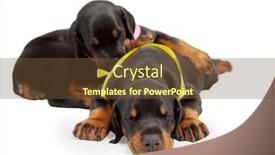  Presentation with doberman - Slide deck featuring two little sleeping doberman puppies isolated on white background and a tawny brown colored foreground