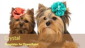  Presentation with red white blue - Presentation theme featuring two-little-yorkshire-terrier-dogs background and a red colored foreground