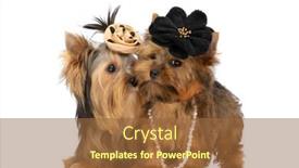  Presentation with white flowers - Presentation featuring two-little-yorkshire-terrier-dogs background and a tawny brown colored foreground
