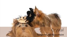  Presentation with white flowers - PPT theme consisting of two-little-yorkshire-terrier-dogs background and a coral colored foreground