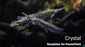  Presentation with fishes - Slide set consisting of two-long-exotic-fishes-underwater background and a black colored foreground