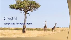  Presentation with female - Beautiful presentation featuring two-maasai-giraffe-male backdrop and a sky blue colored foreground