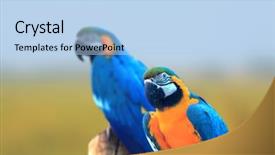  Presentation with birds - Cool new presentation theme with two macaw birds close up backdrop and a light blue colored foreground