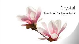  Presentation with magnolia - Slides with two-magnolia-flowers-isolated background and a white colored foreground