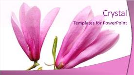  Presentation with magnolia - PPT theme enhanced with two magnolia flowers isolated on white background background and a pink colored foreground