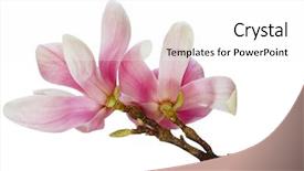  Presentation with magnolia - Amazing presentation having two magnolia flowers on branch isolated on white backdrop and a white colored foreground