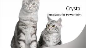  Presentation with maine - Cool new theme with two maine coons 1 year old sitting in front of white background backdrop and a white colored foreground