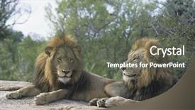  Presentation with lions - Cool new presentation theme with two male lions lying on rock backdrop and a dark gray colored foreground