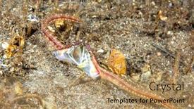  Presentation with orange - Slide set with two-male-orange-throat-pike background and a coral colored foreground
