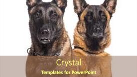 Presentation with dogs - Slides with two-malinois-dogs-together-looking background and a tawny brown colored foreground