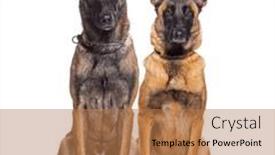  Presentation with dogs - Presentation featuring two-malinois-dogs-together-looking background and a coral colored foreground