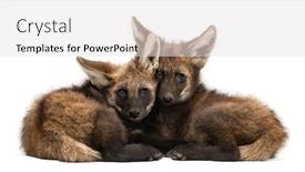  Presentation with wolf - PPT theme having two-maned-wolf-cubs-lying background and a light gray colored foreground