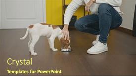  Presentation with dog food - 