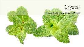  Presentation with stem - Beautiful presentation theme featuring two-mint-stem-of-mentha backdrop and a soft green colored foreground