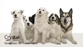  Presentation with australian - Theme consisting of two mixed-breeds border collie background and a mint green colored foreground