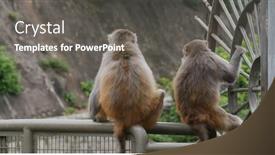  Presentation with railing - Presentation design with two-monkey-sit background and a dark gray colored foreground
