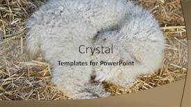  Presentation with female - PPT theme featuring two-month-old-female-angora background and a light gray colored foreground