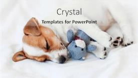  Presentation with old dog - Presentation having two-month-old-terrier-puppy background and a white colored foreground