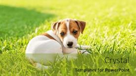  Presentation with old - PPT layouts featuring two-months-old-jack-russel and a gold colored foreground