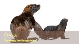  Presentation with lion - Presentation theme consisting of two-months-old-pup background and a violet colored foreground