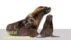  Presentation with old - Presentation design with two-months-old-pup background and a tawny brown colored foreground