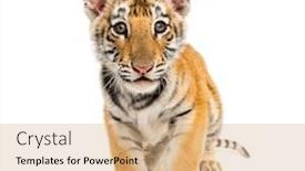  Presentation with tiger - Cool new PPT layouts with two months old tiger cub walking against white background backdrop and a coral colored foreground
