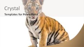  Presentation with tiger - Audience pleasing slide deck consisting of two months old tiger cub backdrop and a light gray colored foreground