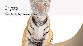  Presentation with tiger - PPT theme with two months old tiger cub sitting against white background background and a white colored foreground