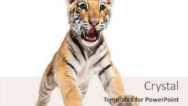  Presentation with tiger - Slides having two months old tiger cub background and a lemonade colored foreground