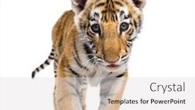 Presentation with sumatran tiger panthera tigris sumatrae - Slide set enhanced with two months old tiger cub background and a light gray colored foreground