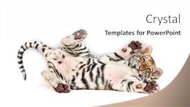  Presentation with tiger - Beautiful slide set featuring two months old tiger cub lying against white background backdrop and a white colored foreground