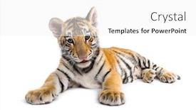  Presentation with tiger - Presentation design with sensory - two months old tiger cub background and a white colored foreground