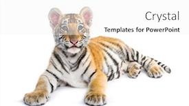  Presentation with tiger - Slide set having two months old tiger cub background and a white colored foreground