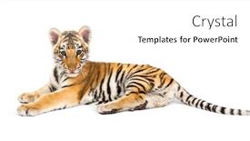  Presentation with tiger - Audience pleasing presentation design consisting of months old tiger cub lying backdrop and a white colored foreground