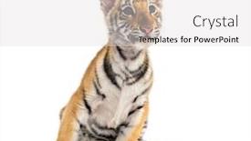  Presentation with tiger - Cool new slide set with two months old tiger cub backdrop and a light gray colored foreground