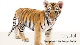  Presentation with tiger - Slide set consisting of two months old tiger cub background and a lemonade colored foreground