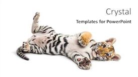  Presentation with tiger - Colorful PPT theme enhanced with endangered animals bengal tigers playing - two months old tiger cub backdrop and a white colored foreground