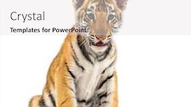  Presentation with tiger - PPT theme featuring two months old tiger cub background and a light gray colored foreground