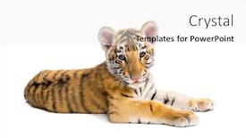  Presentation with tiger - PPT theme having cubs - two months old tiger cub background and a white colored foreground