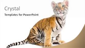  Presentation with tiger - Cool new PPT theme with two months old tiger cub sitting against white background backdrop and a white colored foreground