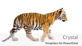  Presentation with tiger - Presentation theme consisting of two months old tiger cub walking against white background background and a white colored foreground
