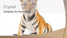  Presentation with tiger - Colorful presentation design enhanced with two-months-old-tiger-cub backdrop and a light gray colored foreground