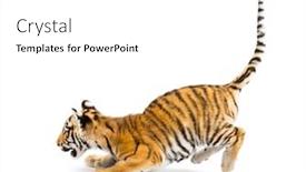  Presentation with tiger - Cool new PPT theme with two months old tiger cub backdrop and a white colored foreground