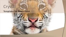  Presentation with tiger - Colorful presentation enhanced with two months old tiger cub against white background backdrop and a coral colored foreground