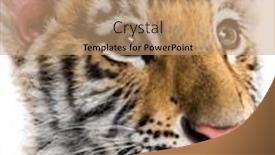  Presentation with tiger - Slide set with two months old tiger cub against white background background and a coral colored foreground